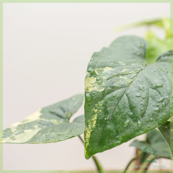 Achte Syngonium jòn aurea variegata