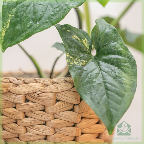 Syngonium yellow aurea variegata kopen