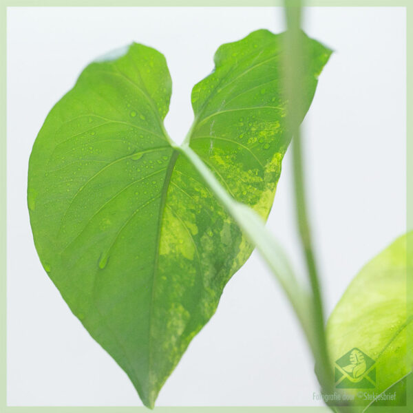 Koop Syngonium yellow aurea variegata