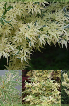 Blej Acer palmatum Butterfly