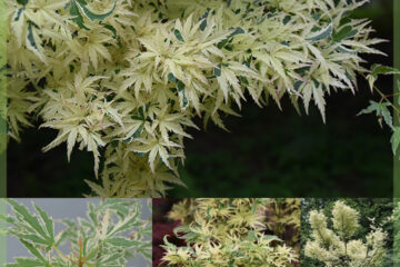 Acer palmatum Butterfly kopen