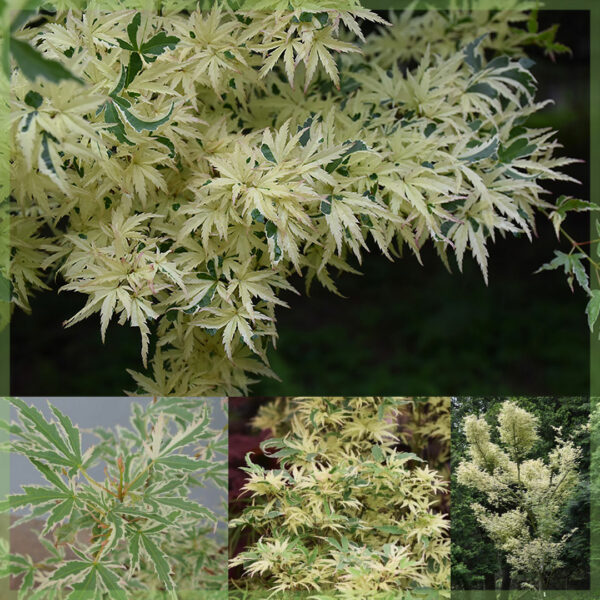 Buy Acer palmatum Butterfly