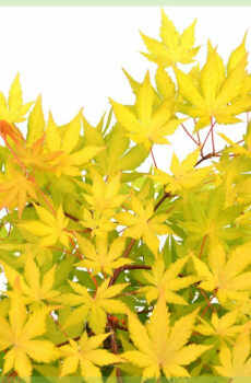 Achte Acer palmatum Cascade Gold