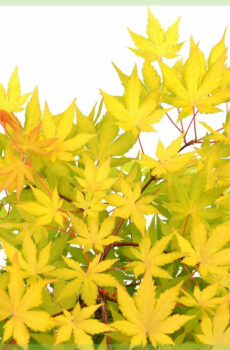 Buy Acer palmatum Cascade Gold