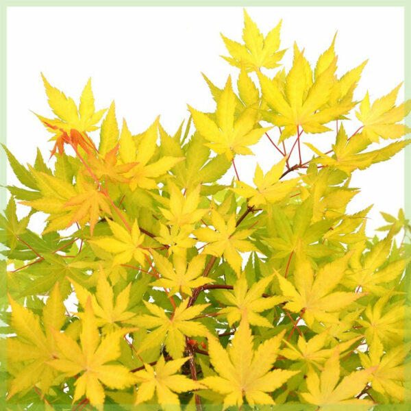 Vásároljon Acer palmatum Cascade Goldot
