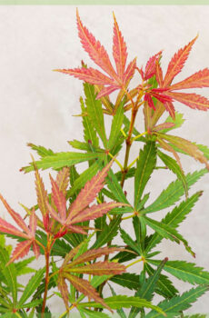 Acer palmatum Jerre Schwartz kopen