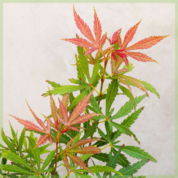 Acer palmatum Jerre Schwartz kopen