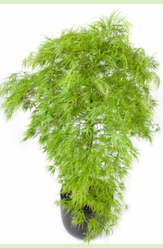 Acer palmatum Dissectum 구매