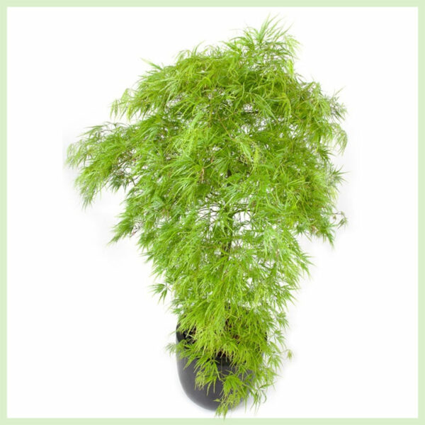 Kupite Acer palmatum Dissectum