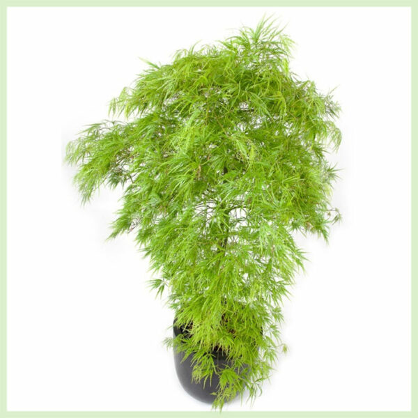 ซื้อ Acer palmatum Dissectum