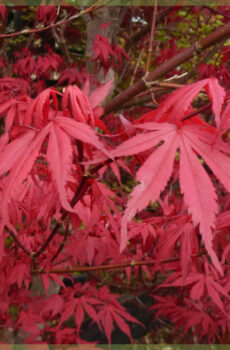 Купіць Acer palmatum 'Skeeters Broom'