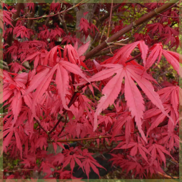 Osta Acer palmatum "Skeeters Broom"