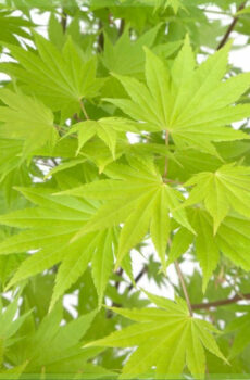 Fa'atau Acer shirasawanum Jordan