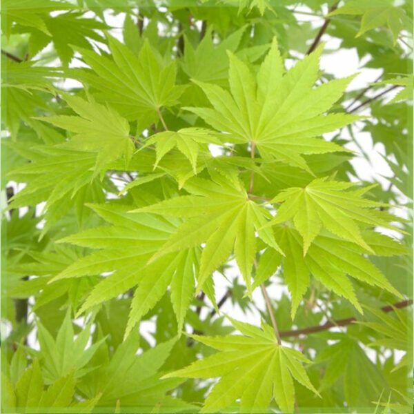 Acer shirasawanum Jordan bikirin