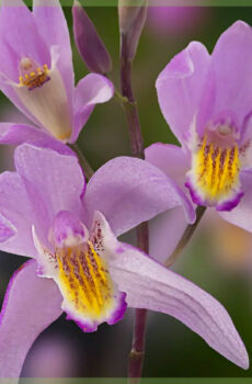 Orchids gàrraidh cruaidh Bletilla Hyacinth orchid