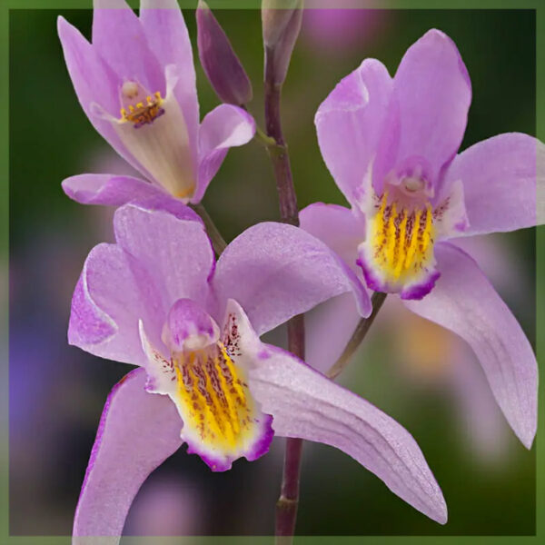 Bletilla Hyacinth խոլորձի դիմացկուն պարտեզի խոլորձներ