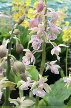 Calanthe orchidee winterharde tuinorchideeën