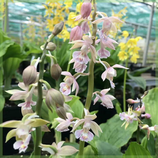 Calanthe orkidé tåliga trädgårdsorkidéer