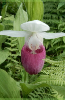 Bròg boireannaich Cypripedium orchids gàrraidh cruaidh