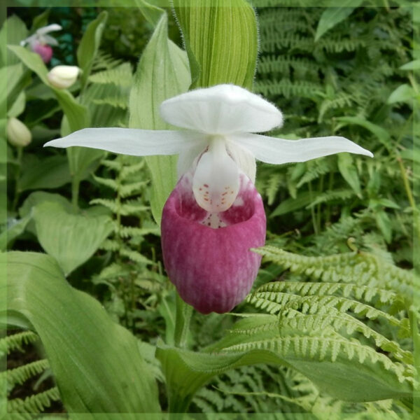 Издръжливи градински орхидеи Cypripedium lady's shoe