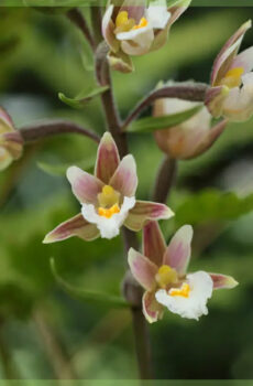 Kaaft Epipactis helleborine Orchidee Gaart Orchidee