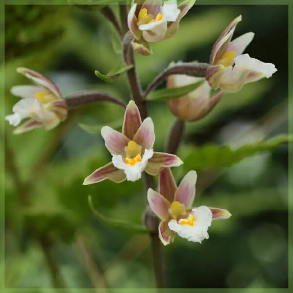 Keapje Epipactis helleborine orchidee túnorkiden