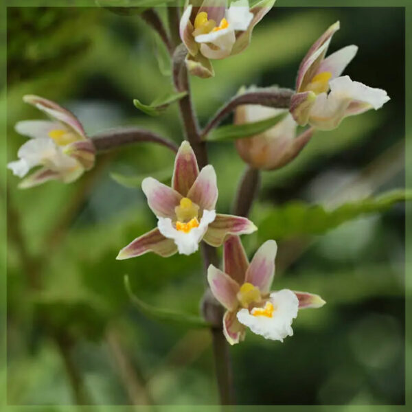 Kauptu Epipactis helleborine brönugrös garðbrönugrös