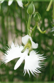 Habenaria Heron Orchid orchidej zahradní orchideje