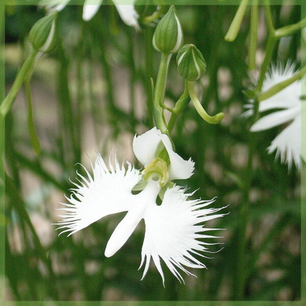 Habenaria Heron Orchid 난초 정원 난초
