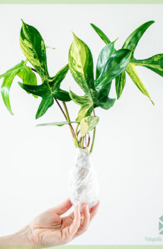 Tuku Philodendron Florida Beauty Variegata