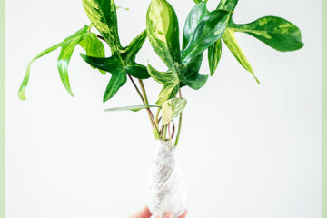 Գնեք Philodendron Florida Beauty Variegata-ն