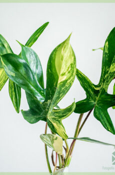 Купете Philodendron Florida Beauty Variegata