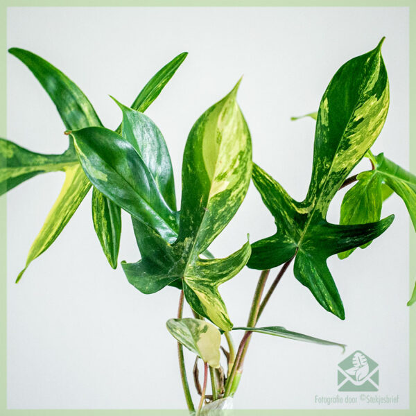 Pirkite Philodendron Florida Beauty Variegata