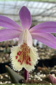 Pleione orkidé tåliga trädgårdsorkidéer