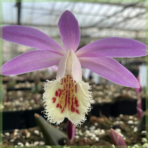 Pleione 난초 강건한 정원 난초