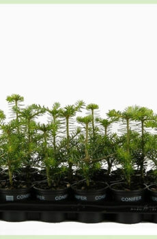 Osta abies Koreana evergreen