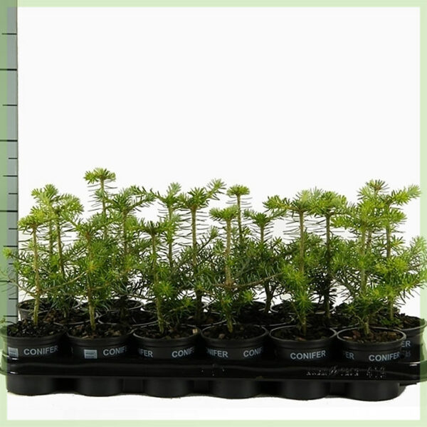 Abies koreana evergreen kopen