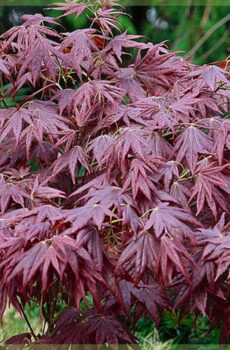 Acquista Acer palmatum Atropurpureum