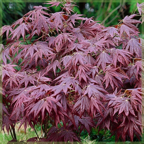 Купете Acer palmatum Atropurpureum