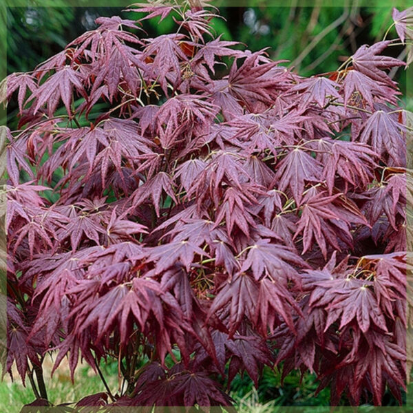 Купити Acer palmatum Atropurpureum