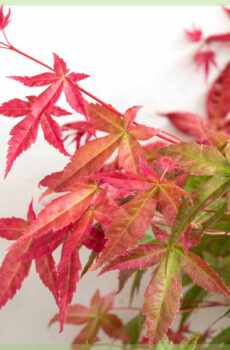 Tuku Acer palmatum Beni-maiko