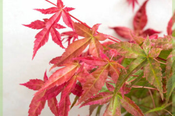 Buy Acer palmatum Beni-maiko