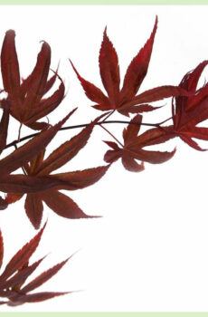 Acer palmatum 'Bloodgood' kopen