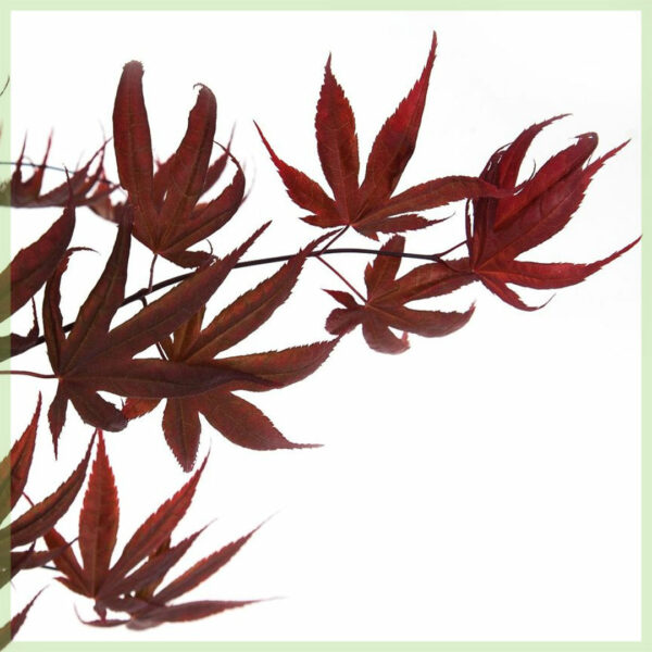 Acer palmatum 'Bloodgood' bikirin