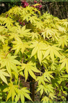 Buy Acer palmatum Cascade Emerald