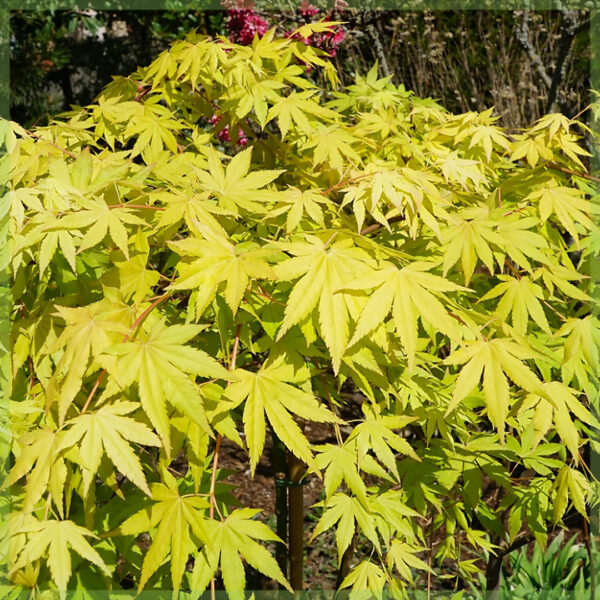 Vidio ny Acer palmatum Cascade Emerald