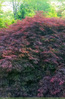 Blej Garnet Acer palmatum