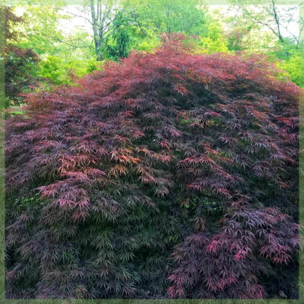 Купете Acer palmatum гранат