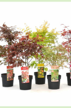 Acheter des variétés mixtes d'Acer palmatum