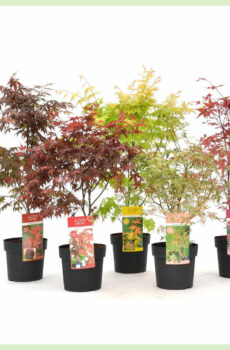 Vidio ny karazana mifangaro Acer palmatum